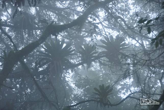 Milhares de bromélias penduradas nos galhos das árvores na mata úmida que ocupa a parte baixa do Parque Nacional da Serra dos Órgãos, no Rio de Janeiro, portaria de Teresópolis